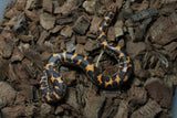 Boa Kenyana de Arena Het Anery Paint Macho ID RC-02