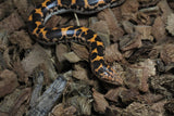 Boa Kenyana de Arena Het Anery Paint Macho ID RC-02