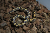 Boa Kenyana de Arena Het Anery Paint Hembra ID RC-04