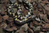 Boa Kenyana de Arena Het Anery Paint Hembra ID RC-04