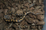 Boa Kenyana de Arena Het Anery Paint Macho RC-06