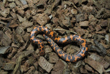 Boa Kenyana de Arena Het Anery Paint Macho RC-07