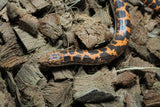 Boa Kenyana de Arena Het Anery Paint Macho RC-07