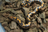 Boa Kenyana de Arena Het Anery Paint Macho RC-25