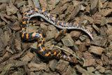 Boa Kenyana de Arena Het Anery Paint Macho RC-26