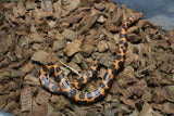 Boa Kenyana de Arena Het Anery Paint Macho RC-27