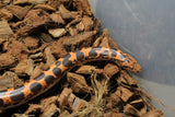 Boa Kenyana de Arena Het Anery Paint Macho RC-27