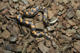Boa Kenyana de Arena Het Anery Paint Macho RC-28
