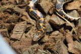 Boa Kenyana de Arena Het Anery Paint Macho RC-28