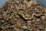 Boa Kenyana de Arena Het Anery Paint Macho RC-30