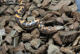 Boa Kenyana de Arena Het Anery Paint Macho RC-30