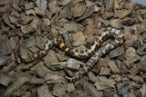 Boa Kenyana de Arena Het Anery Paint Macho RC-33