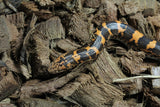 Boa Kenyana de Arena Het Anery Paint Macho RC-33