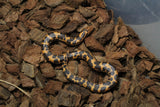 Boa Kenyana de Arena Het Anery Paint Hembra RC-34