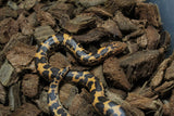 Boa Kenyana de Arena Het Anery Paint Hembra RC-34