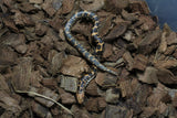 Boa Kenyana de Arena Het Anery Paint Macho ID RC-35