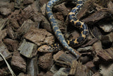 Boa Kenyana de Arena Het Anery Paint Macho ID RC-35
