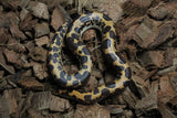 Boa Kenyana de Arena Het Anery Paint Macho ID RC-36