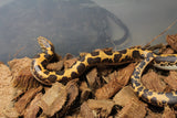 Boa Kenyana de Arena Het Anery Paint Macho ID RC-36