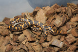 Boa Kenyana de Arena Het Anery Paint Macho ID RC-37