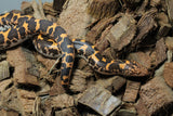 Boa Kenyana de Arena Het Anery Paint Macho ID RC-37
