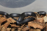 Rey Negra Mexicana (Lampropeltis Getula Nigritra) ID RC-38