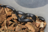 Rey Negra Mexicana (Lampropeltis Getula Nigritra) ID RC-38