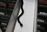 Rey Negra Mexicana (Lampropeltis Getula Nigritra) ID RC-39