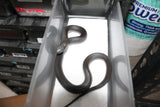 Rey Negra Mexicana (Lampropeltis Getula Nigritra) ID RC-40