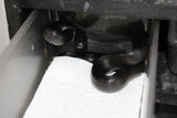 Rey Negra Mexicana (Lampropeltis Getula Nigritra) ID RC-41