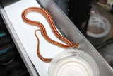 Serpiente del Maiz (Maicera) Tessera ID RC-08