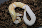 Piton Bola Albino Pied Hembra ID R8-03