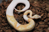 Piton Bola Albino Pied Hembra ID R8-03