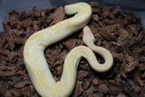 Piton Bola Albino Champagne Hembra ID R4-03
