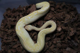 Piton Bola Albino Champagne Hembra ID R4-03
