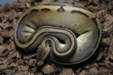 Piton Bola Genetic Stripe 66% HEt Albino Macho ID R2-01