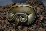 Piton Bola Genetic Stripe 66% HEt Albino Macho ID R2-01