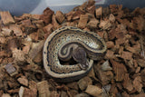 Piton Bola Pinstripe Cinnamon YB/Gravel Macho ID R7-15