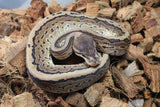 Piton Bola Pinstripe Cinnamon YB/Gravel Macho ID R7-15