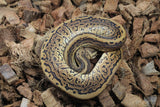 Piton Bola Pinstripe Cinnamon Macho ID R7-17