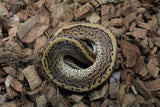 Piton Bola Pinstripe Cinnamon Macho ID R7-17