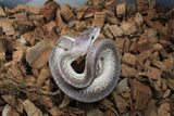 Piton Bola Pinstripe Yellowbelly/Gravel Macho ID R7-18