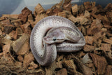 Piton Bola Pinstripe Yellowbelly/Gravel Macho ID R7-18
