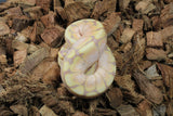 Piton Bola Banana Spider Macho ID R8-01