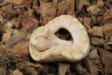 Piton Bola Banana Spider Macho ID R8-01