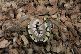Piton Bola Spider Hembra ID R8-03