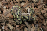 Piton Bola Spider Hembra ID R8-04