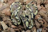 Piton Bola Spider Hembra ID R8-04