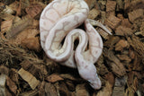 Piton Bola Banana Lesser Spider Macho ID R8-06