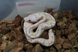 Piton Bola Banana Lesser Spider Macho ID R8-06